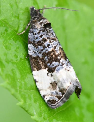 Hedya pruniana